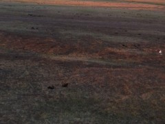 Бэлчээрийн ургамал нийт нутгийн 10 орчим хувьд цухуйгаагүй байна