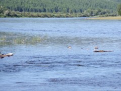 Үерийн аюулаас сэрэмжтэй байхыг анхааруулж байна