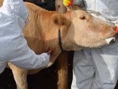 Ховд аймгийн Булган суманд малын гоц халдварт шүлхий өвчин гарчээ 