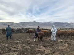 Улсын хэмжээнд шүлхийн дархлаажуулалт бүрэн дууссан байна