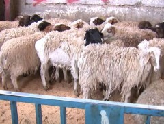 Эмээлт захад амьд хонины үнэ өнгөрсөн сараас 30-40 мянган төгрөгөөр хямдарчээ 