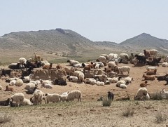 Бэлчээрийн ургамлын ургалт нийт нутгийн 40 орчим хувьд сайн байна