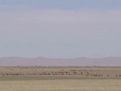 Газар тариалангийн бодлого сул байгаагаас малчид тариаланчдын дундах зөрчил буурахгүй