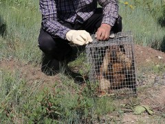 Жил бүр 500-700 толгой тарвагыг сэргээн болон сэлгэн нутагшуулах ажлыг хэрэгжүүлж байна